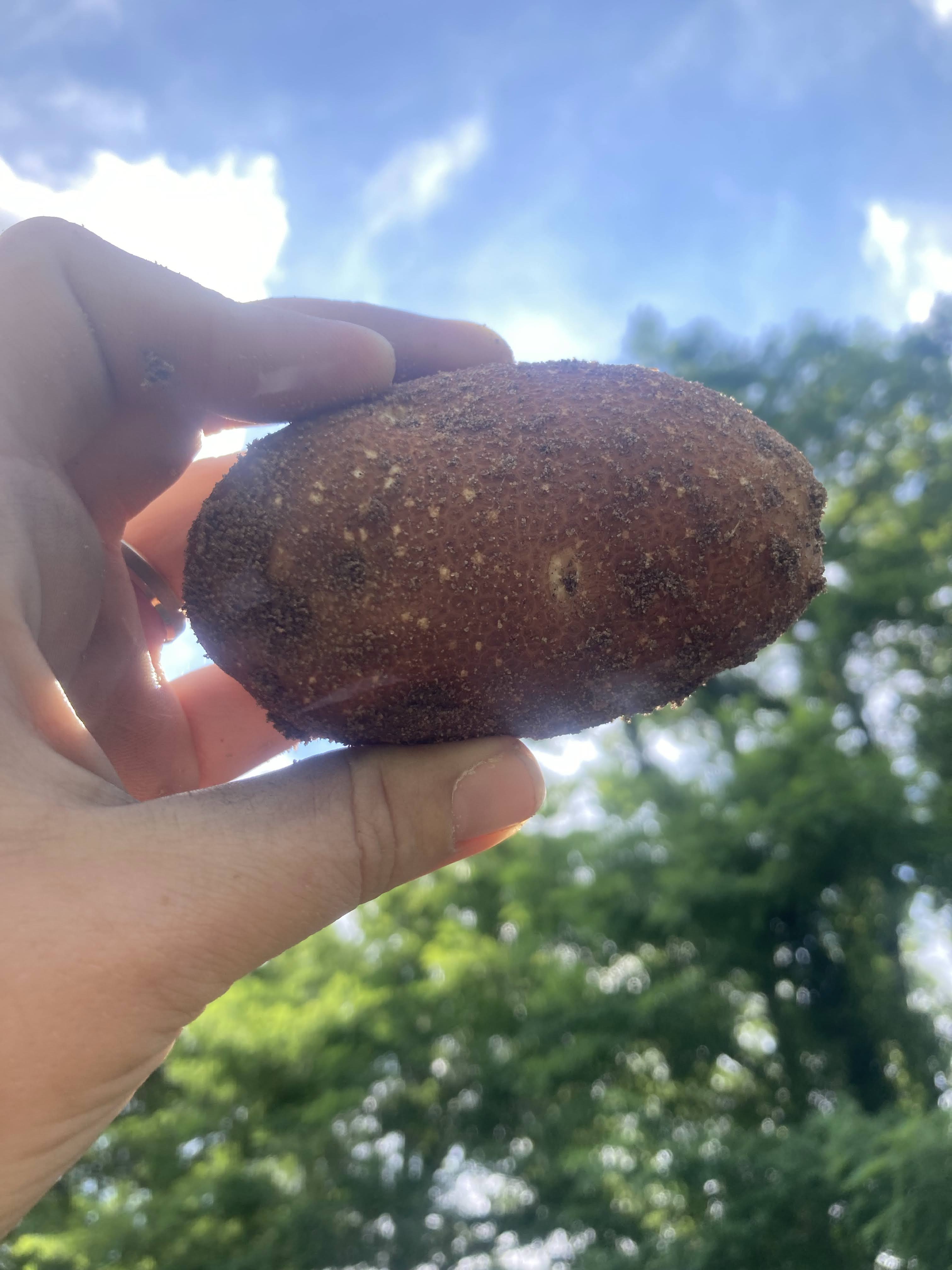 A hand holding a brown potato up against the sky.